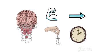 Spinal function [upl. by Nolrev]