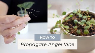 How to Propagate Angel Vine [upl. by Mcguire]