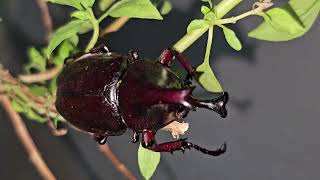 Xylotrupes sumatrensis  Rhinocerous beetle [upl. by Ahtera728]