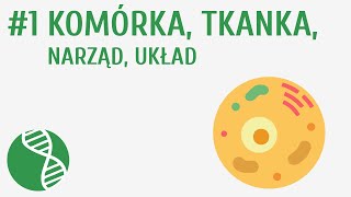 Komórka tkanka narząd układ 1  Homeostaza [upl. by Ahsirhcal]