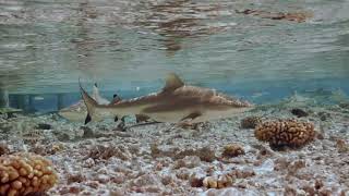 Black Tip Reef Sharks  Fakarava South Diving [upl. by Mary]