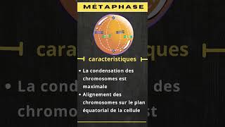 les étapes de la mitose svt 2 bac BIOF shorts [upl. by Auqenahs]