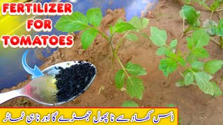 Best Fertilizer For Tomatoes Plant Before Transplanting  Free HomeMade Fertilizer [upl. by Darej702]