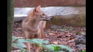 Golden Jackal Canis aureus [upl. by Hasina895]