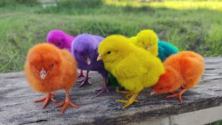 Menangkap Ayam Lucu Ayam Warna Warni Ayam Rainbow Bebek Angsa Ikan Hias Hamster Kelinci Kura [upl. by Vedette]