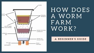 How Does a Worm Farm Work Plus Tips [upl. by Hctud817]