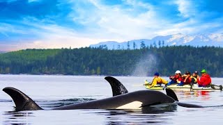 Do Orcas Attack Humans And How On Earth They Can Eat Moose [upl. by Israeli]