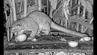 Kinkajou Makes Nighttime Visit to the Canopy Lodge Fruit Feeders January 16 2023  Cornell Lab [upl. by Assir97]