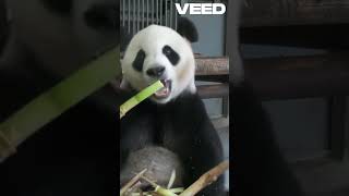 Pandas Bamboo Lovers and Eating Machines panda animals [upl. by Okwu]