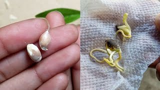 How to germinate orange seeds [upl. by Ylyl626]