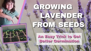 EasyTrick For Growing Lavender From Seeds [upl. by Nhguaval]