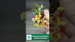 ONCIDIUM COLORATUM  GOMESA COLORATA [upl. by Cence27]