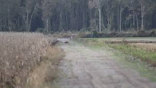 Pungo Unit of Pocosin Lakes National Wildlife Refuge  Red Wolf Sighting [upl. by Assirec854]