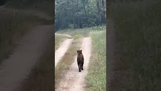 Today evening Bold leopard 🐆 rukhad buffer zone wildlife penchtiger [upl. by Rex713]