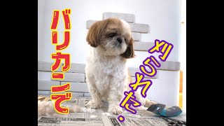 【犬用バリカンでセルフトリミング 初挑戦！】シーズー のくぅちゃんネル [upl. by Maker]