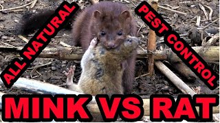 Mink and Dogs 1st Day Ratting HUGE Pheasant Farm [upl. by Aneehsal]