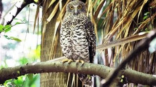 Profile of Australias largest owl  the Powerful Owl [upl. by North]