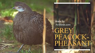 Grey PeacockPheasant  Burmese PeacockPheasant Polyplectron Bicalcaratum [upl. by Arley]