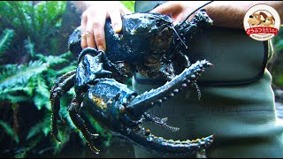 【World’s Largest Claws】Close and Personal with a Tasmanian Giant Freshwater Crayfish [upl. by Namrak802]