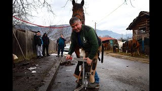 Potcovar o meserie dispărută dar încă necesară Zoly are o potcovăria pe roți un atelier mobil [upl. by Lacsap991]