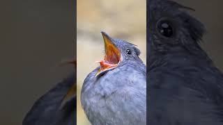 Sound of Alarm 🚨⏰Amezing sound 🐦🐦🌳🐦🌳🍀💚Bird sound birds sound amezing youtubeshorts nature [upl. by Assyl]