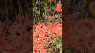 꽃무릇석산 Lycoris radiata [upl. by Fiester]