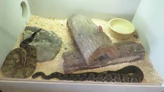 Timber Rattlesnakes at the Blue Hills Trailside Museum [upl. by Atiram]