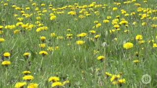 Tra i fiori di tarassaco [upl. by Irtak]