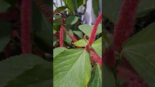 Acalyphahispida plants garden youtubeshorts whatsappstatus trending shortvideo [upl. by Ailhad]