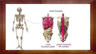 Biologie Sistemul osos  WinSchool [upl. by Rolfston486]