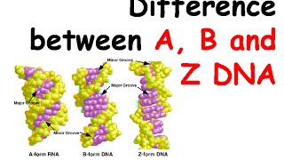 Difference between A B and Z DNA [upl. by Humph934]