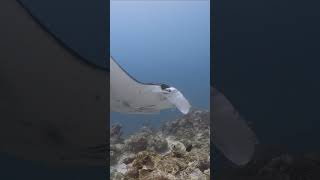 Manta ray getting cleaned at German Channel Palau ocean scubadiving wildlife [upl. by Nanerb281]