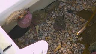 Highlight  Touchpoolcam  Whelk laying eggs [upl. by Ihab]