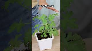 驱蚊草有没有驱蚊效果 养花 园艺 garden 晚香玉 情感 白粉病 [upl. by Wald]