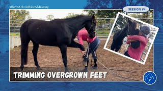 Trimming my wild mustangs overgrown feet for the first time [upl. by Kylen]