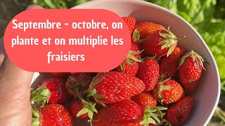 Quand planter et multiplier les fraisiers 🍓 [upl. by Asserrac]