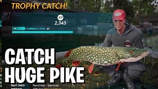 Catch Huge Pike  Grand Union Predator Challenge  Fishing Sim World  Guide [upl. by Aileda240]