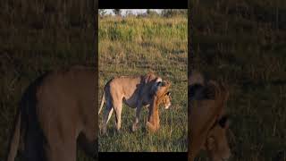 Playtime with Mom Lion Cubs and Their Lioness [upl. by Lombardy]