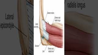 Anatomy Extensor Carpi Radialis Brevis ECRB shorts [upl. by Lawler115]