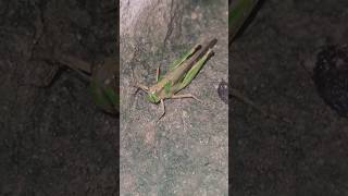 How locusts livevideoshort [upl. by Brower]