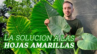 Cuidados de la alocasia odora y macrorrhiza El porque de sus hojas amarillas [upl. by Jeffcott909]