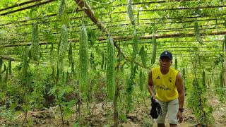 The best Ampalaya Farming [upl. by Natale]