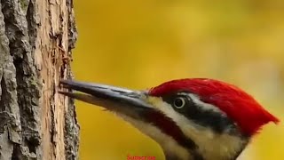 Pileated woodpecker call [upl. by Chun]