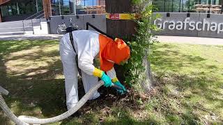 The removal of oak processionary caterpillars [upl. by Elahcar]