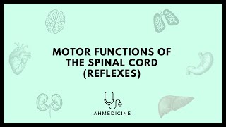 Motor functions of the spinal cord Reflexes [upl. by Marys]