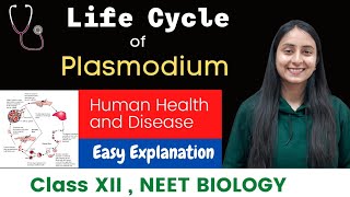 Life Cycle of Plasmodium  Malaria Parasite  CLASS XII  NEET [upl. by Suedaht454]