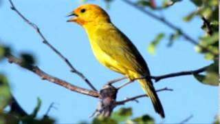 ♫ Jilguero Dorado  Sicalis Flaveola  Saffron Finch ஜ [upl. by Erdnaed910]