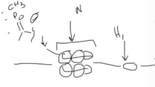 Molecular biology  How histones interact with DNA What is methylation acetylation… [upl. by Supmart]