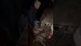 We Emptied The Cages of a Dog Slaughterhouse China [upl. by Yak903]