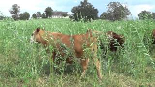 Holiday Ranch South Poll Grass Cattle [upl. by Ahsym]